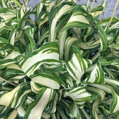 Hosta 'Twisted Spearmint' - Hosta 'Twisted Spearmint' C1/1L